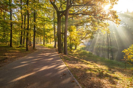 Las Łagiewnicki - 10m od inwestycji